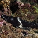 crocodilefish_flathead_pc_h_0705_png2026.jpg